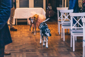 The Wedding Ceremony, here come the dogs